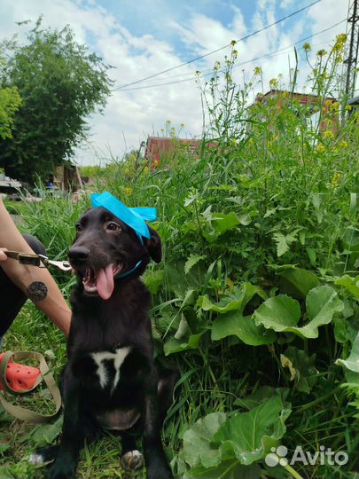 Щенок в добрые руки