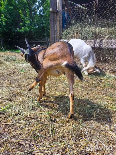 Альпийские козлята, 2козочки и козлик