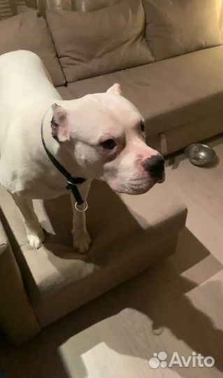 Квартирная передержка собак у кинолога