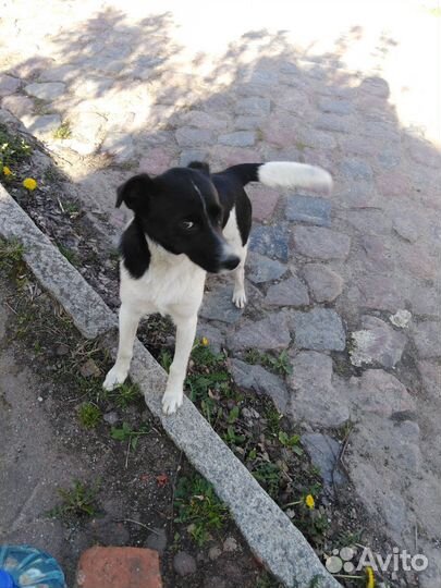 Щенок-подросток