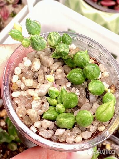 Крестовник Геррейна вариегатный (Корея)