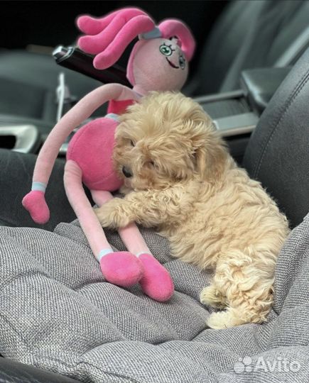 Мальтипу ф1 micro тедди