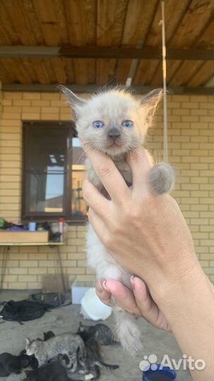 Кошки в добрые руки бесплатно