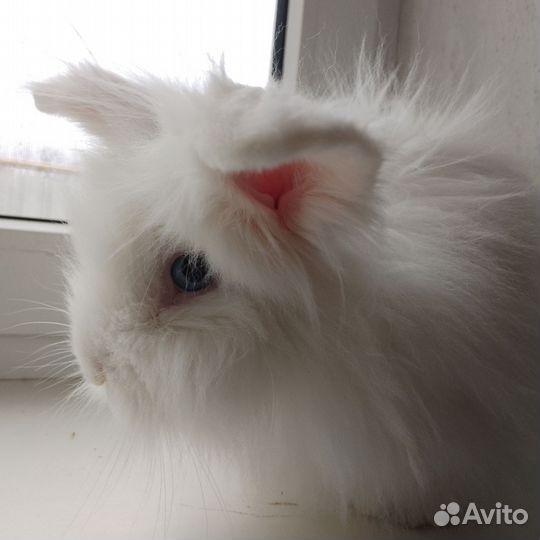 Декоративные кролики