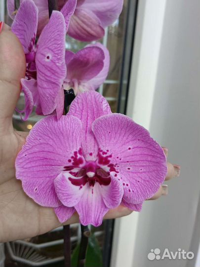 Орхидея фаленопсис биг лип. Отцвёл