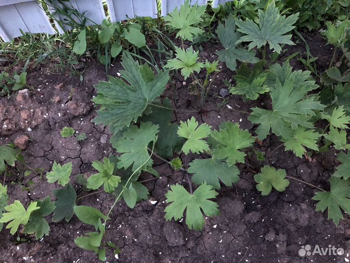 Дельфиниум