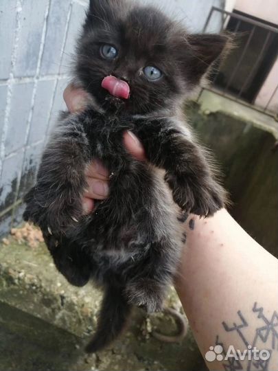 Котята в беде / в добрые руки