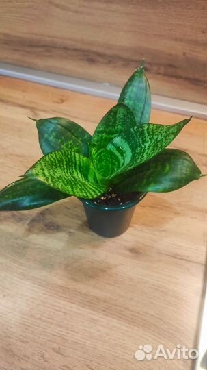 Продаю сансерверия Ханни