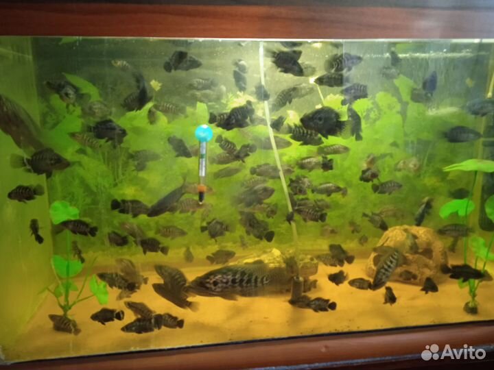 Аквариумные рыбки