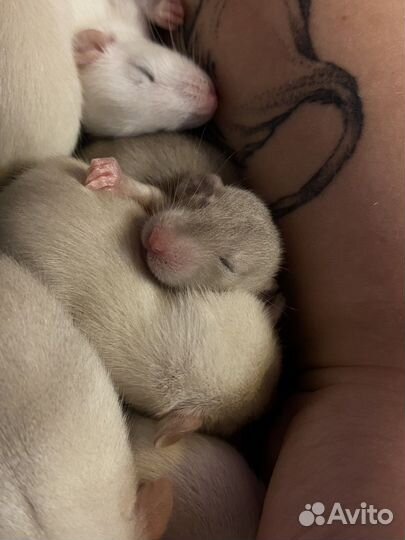 Крысята дамбо