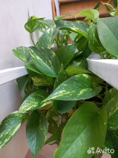 Сциндапсусы на срез