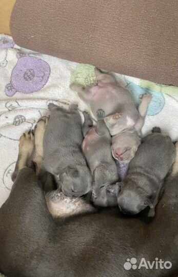 Французский бульдог щенки голубой и лиловый