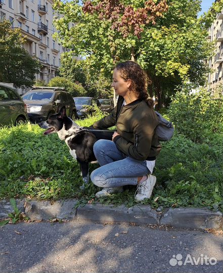 Выгул собак