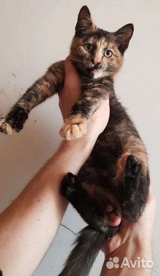 Котята 2 мальчика и девочка