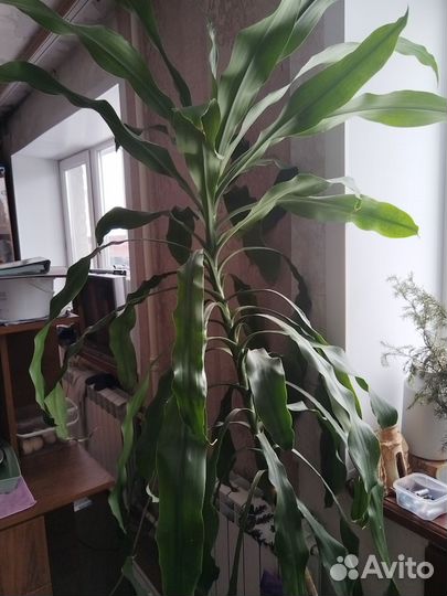 Монстера, драцена