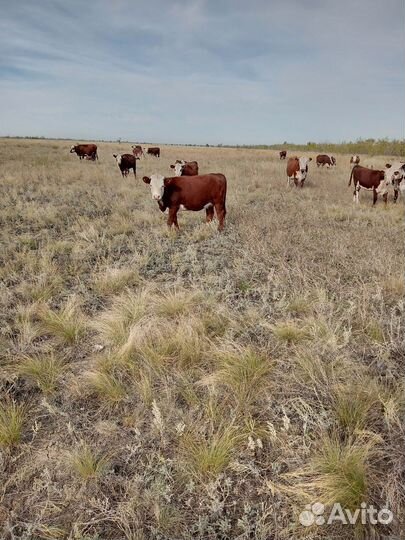 Телки казахско-белоголовые