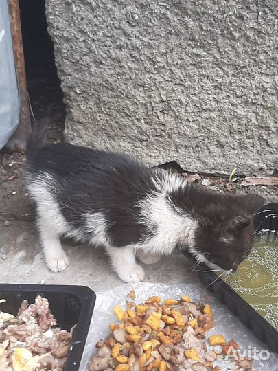Котята в добрые руки даром девочка