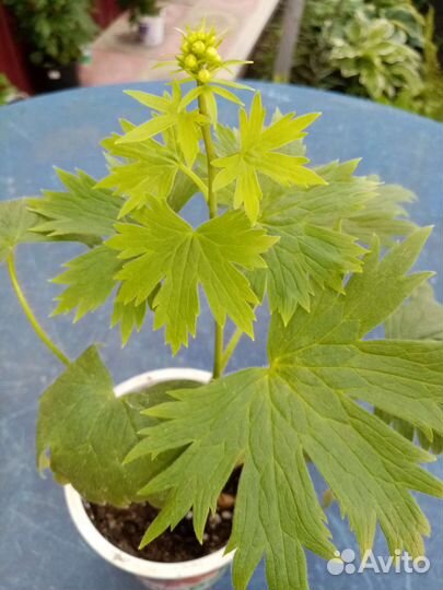 Дельфиниум саженцы