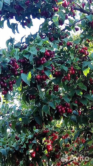 Cаженцы кизила