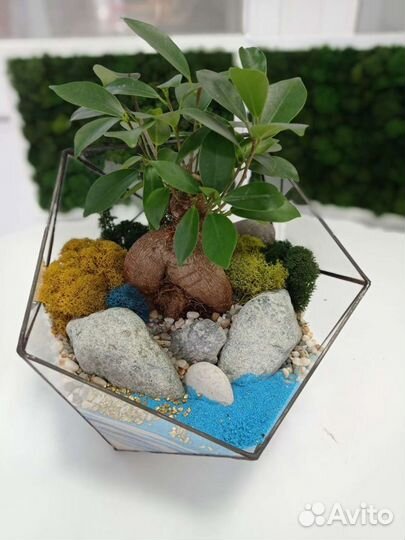 Подарки Флорариумы