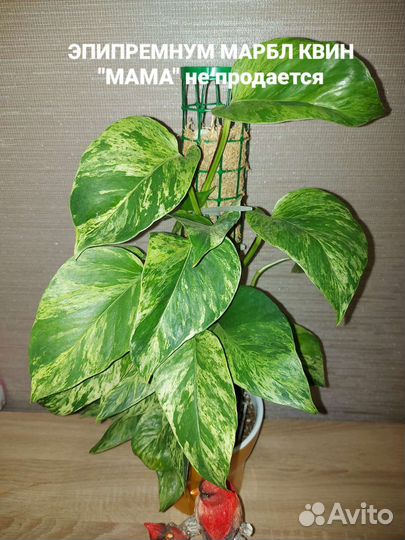 Филодендрон, сциндапсус