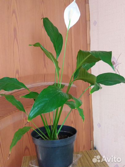 Спатифиллум