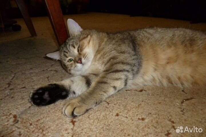 Британец Вася - в ответственную семью