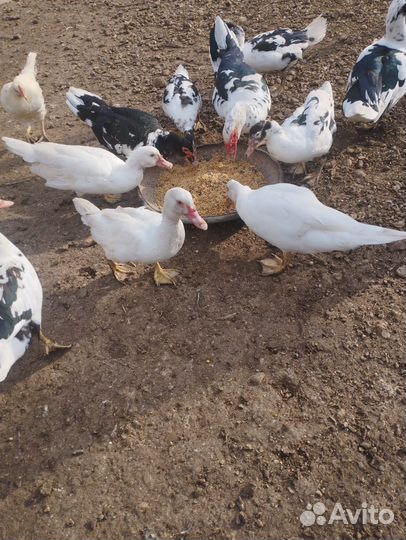 Мускусные утки (индоутки )