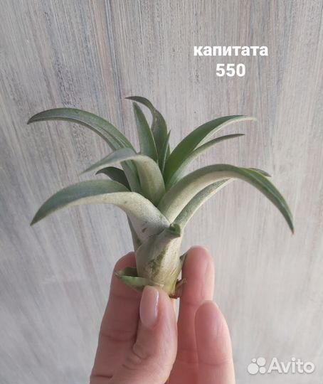 Тилландсии атмосферные