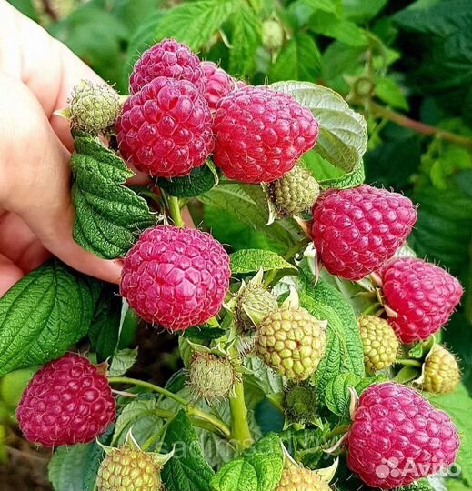 Малина сорт Зюгана