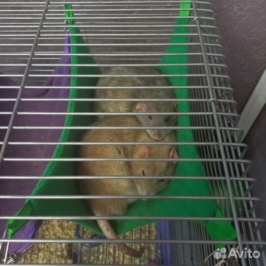Крысы дамбо в добрые руки с клеткой