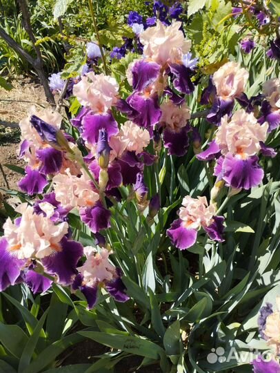 Ирисы Ранние