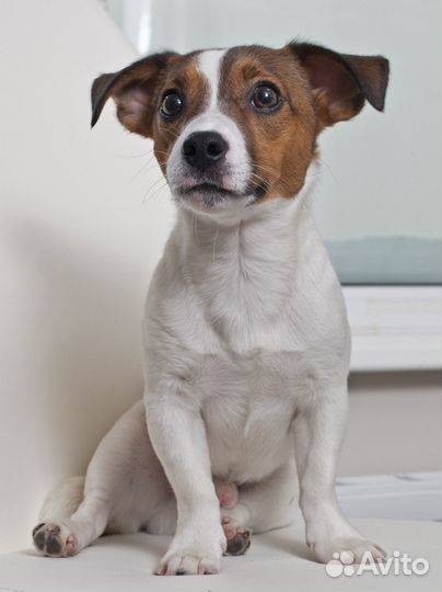 Джек Рассел терьер вязка