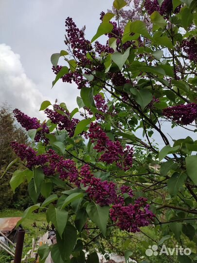 Саженцы сортовой сирени