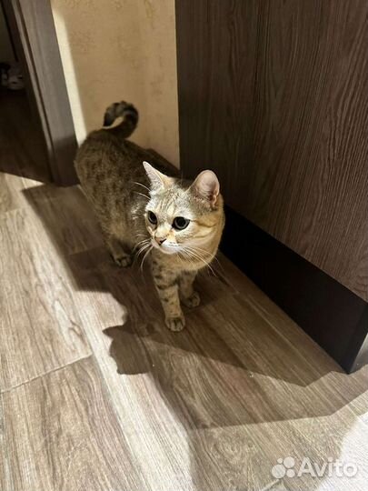 Отдаем кошку в связи с переездом