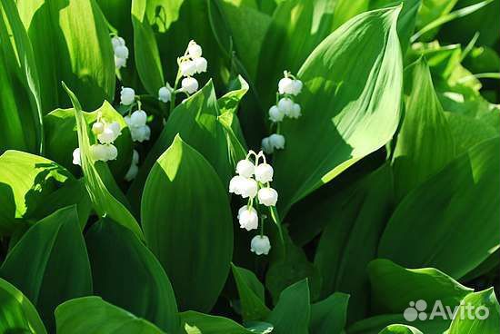 Многолетние цветы