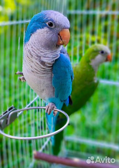 Попугай ожереловый кольчатый и другие