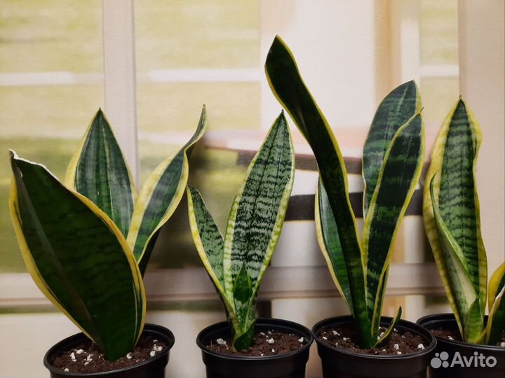 Сансевиерия Ханни Крео