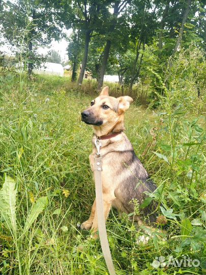 Самый нежный щенок