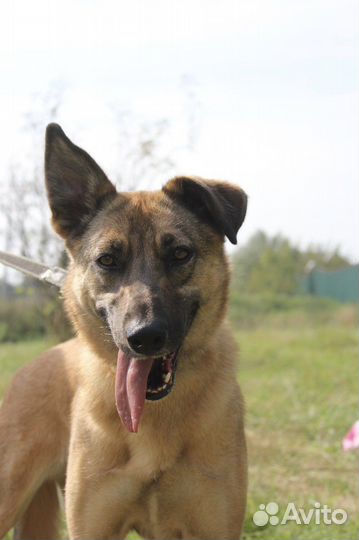 Добрая молодая собака в самые лучшие руки