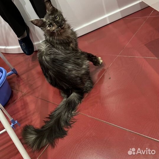 Кошки мейн-кун