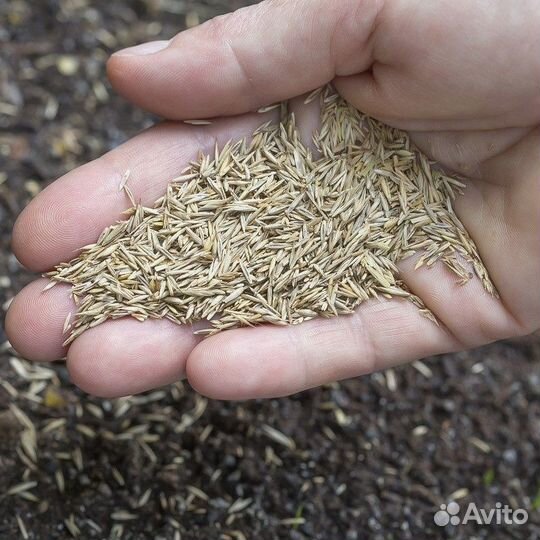 Семена Овсяницы Тростниковой оптом
