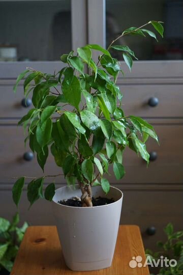 Фикус бенджамина