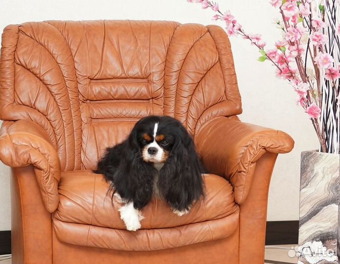 Кавалер кинг чарльз спаниель вязка