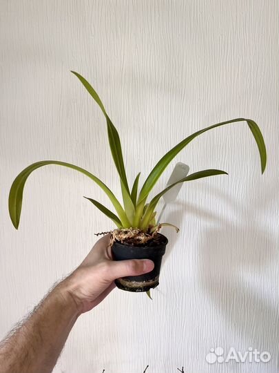Фрагмипедиум / Phragmipedium Schroderae / орхидеи