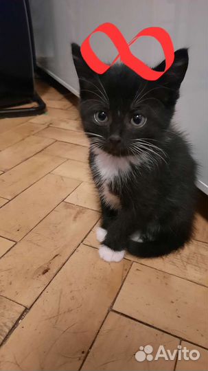 Кошка в дар