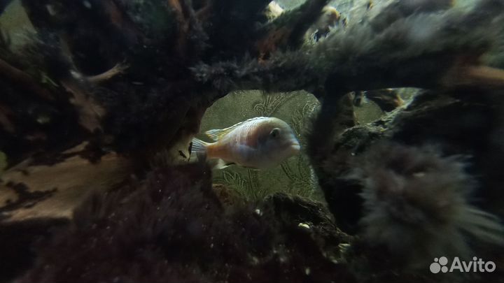 Аквариум (все включено)