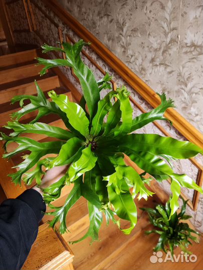 Асплениум нидус криси