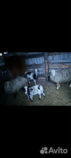 Баран ярка коза