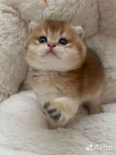 Шотландская